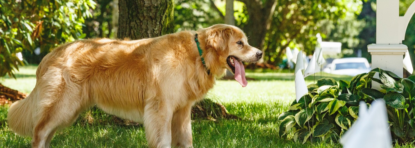 DogWatch of Columbus, Columbus, Ohio | Outdoor Hidden Dog Fences Slider Image