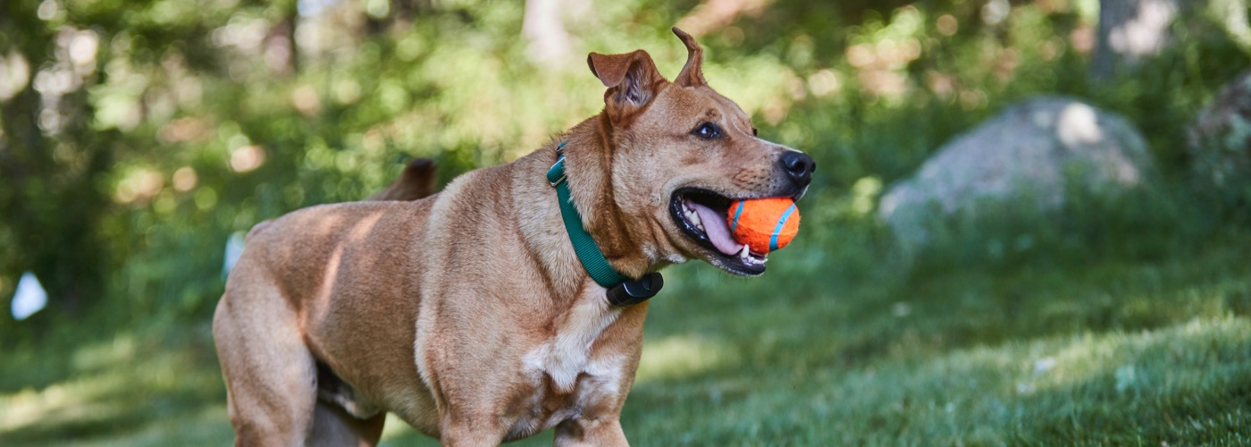 DogWatch of Columbus, Columbus, Ohio | ProFenceX Slider Image